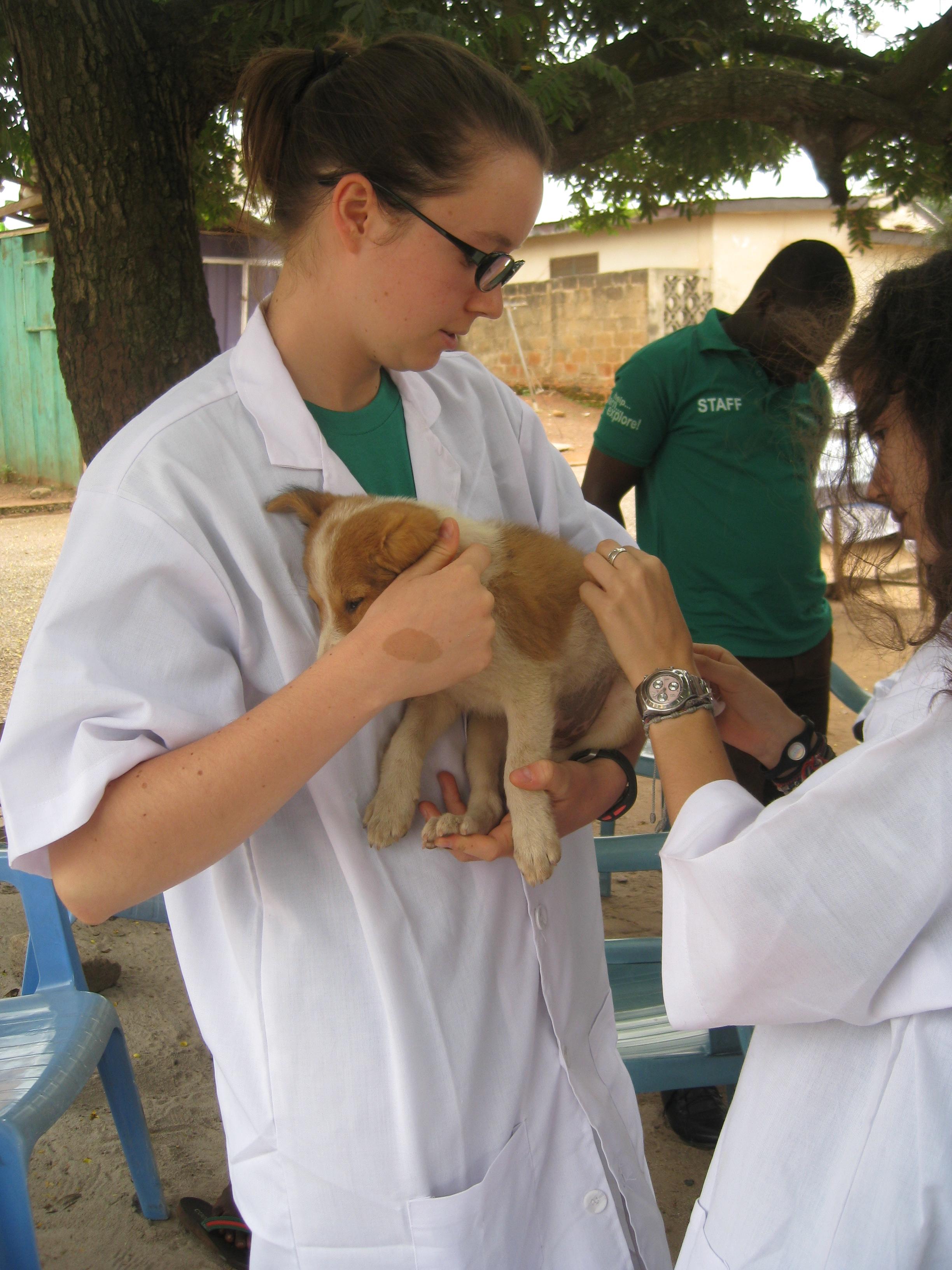 Volunteer assists with animal inoculations during his Veterinary Medicine internship in Ghana. Projects Abroad volunteer holding a puppy while he gets his injections at our Veterinary Medicine placement in Ghana.